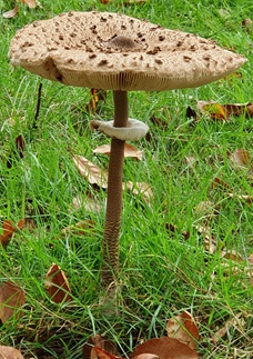 Parasol